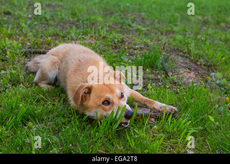 Ingwer Hund Rasen im Park auf dem Rasen Stockfoto