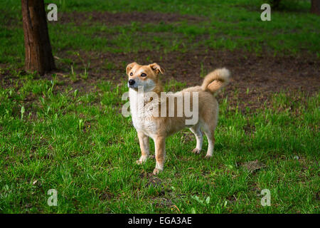 Ingwer Hund Rasen im Park auf dem Rasen Stockfoto