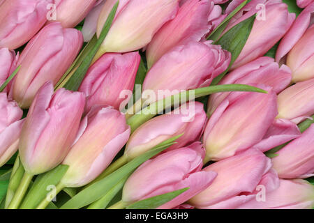 Rosa Tulpen Blumen im Frühling oder Mütter Tag Stockfoto