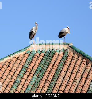 Störche auf Marrakesch auf dem Dach. Stockfoto