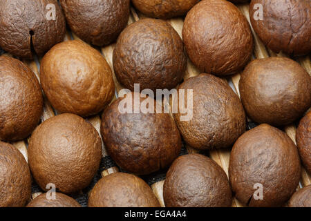 Geröstete Kaffeebohnen Makro erschossen mit erweiterten Schärfentiefe. Bohnen legen auf den Kopf. Licht ist ziemlich hart. Stockfoto