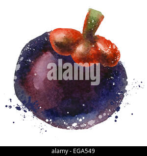 Aquarell. Mangostan-Frucht auf einem weißen Hintergrund. Vektor-illustration Stockfoto