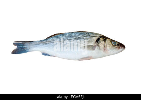 frischer Seebarsch isoliert Stockfoto