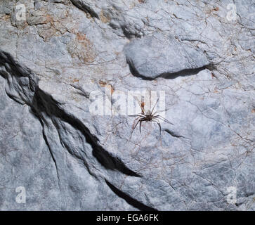 Riesenspinne in der Tham Lod Höhle, Pang Mapha Thailand Stockfoto