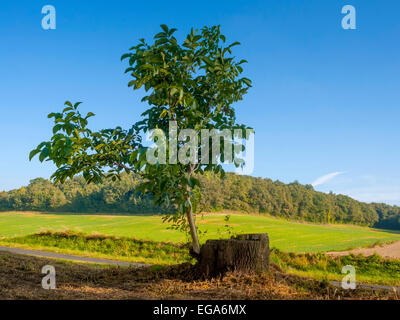 Young-Walnuss Bäumchen wachsen von alten Stamm geschnitten Basis - Frankreich. Stockfoto