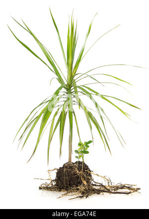 Dracaena isoliert auf weißem Hintergrund Stockfoto