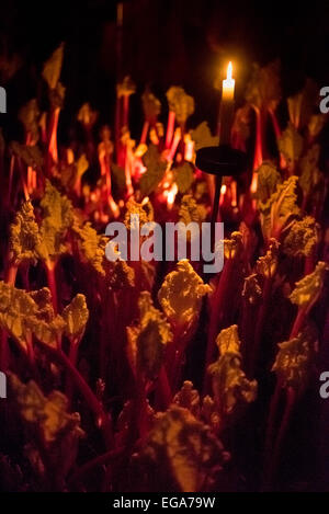 Rhabarber wächst in dunklen Schuppen, die nur mit Kerzenlicht beleuchtet gezwungen. West Yorkshire Stockfoto