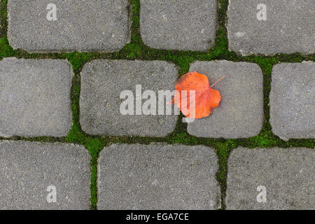Pflasterstein Pflasterstein Textur Straße Steinen Stockfoto