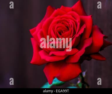 Blume, Geschenk, Natur, rot, Rose, ledig, Hintergrund, Liebe, Blütenblatt, Valentinstag, Blumen, Romantik, romantisch, Feier, Symbol, Jubiläum, dating Stockfoto