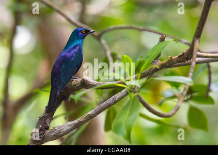 schwarzbäuchigen glänzende Starling thront auf einem Ast in einem Wald. Stockfoto