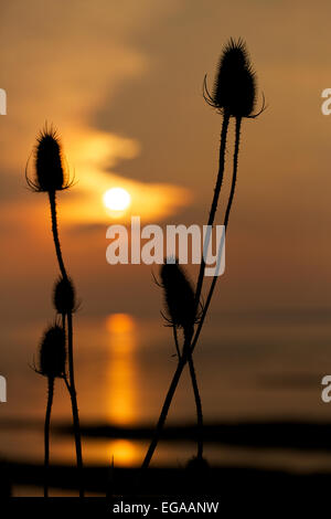 Karde, Teazel oder Teazle (Dipsacus Fullonum) Silhouette bei Sonnenuntergang, Newport Wetlands Reserve, Newport, Gwent, Wales, UK Stockfoto