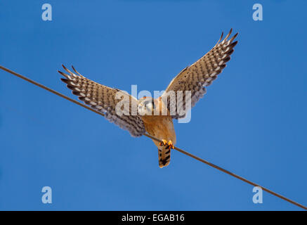 American Kestrel Falco Sparverius Mc Neal, Cochise County, Arizona, Vereinigte Staaten von Amerika 9 Januar erwachsenen männlichen Einnahme Flug. Stockfoto