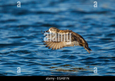 Ring – Necked Ente Aythya Collaris Tucson, Arizona, USA 13 Februar Erwachsenen weiblichen im Flug.    Anatidae Stockfoto