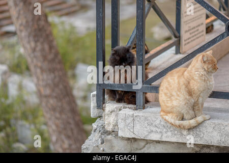 nette Katze in Piazza Argentina, alten Platz in Rom Italien Stockfoto