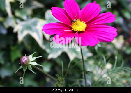 Biene auf rosa Cosmos Blume im Garten Stockfoto