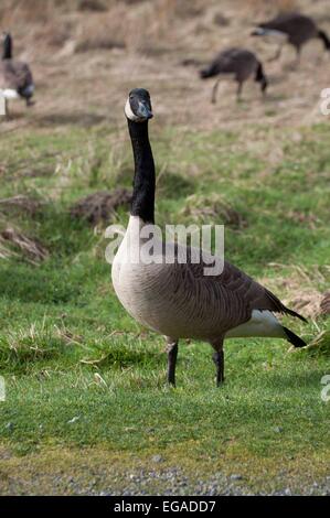 Kanadische Gänse fressen fotografiert in Nisqually National Wildlife Refuge an Olympia, WA, Thurston County, USA. Stockfoto