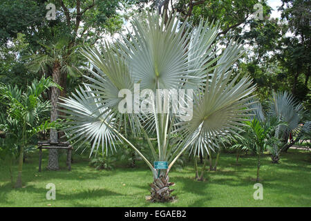 Eine Bismarck-Palme in einem botanischen Garten in Thailand. Stockfoto