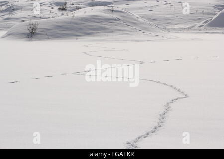 Ich habe diesen Fuchs Spuren Schneiden einen Hasen-Pfad Stockfoto