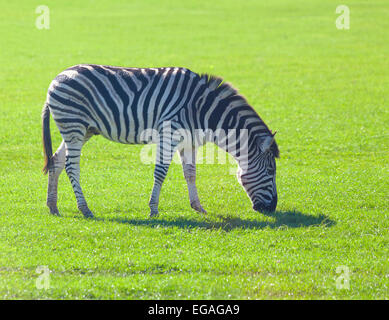 Zebra Streifen Stockfoto