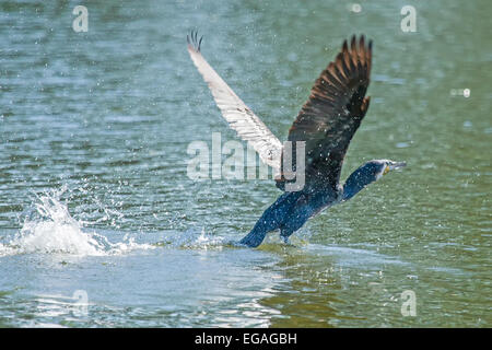 Eine Seitenansicht einer Kormoran abheben von der Wasseroberfläche eines Sees. Stockfoto