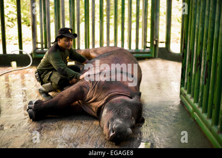 Ein Nationalpark-Ranger prüfen Andatu, die erste Sumatra-Nashorn in Gefangenschaft in Indonesien geboren. Stockfoto