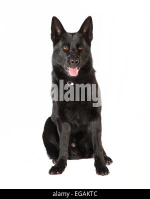 ein schwarzer Schäferhund liegt auf weißen Hintergrund, Studio-Porträt Stockfoto