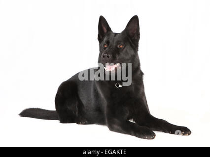 ein schwarzer Schäferhund liegt auf weißen Hintergrund, Studio-Porträt Stockfoto