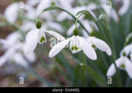 Galanthus Magnet Blume. Schneeglöckchen im Garten. Stockfoto