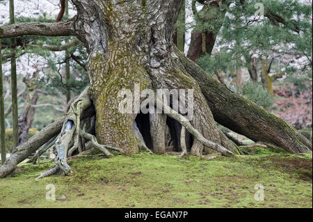 Neagari-no-matsu (erhöhte Wurzeln Kiefer), ein „Wahrzeichen“ im Garten von Kenroku-en, Kanazawa, einem der drei Großen Gärten Japans Stockfoto