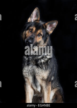 ein Schäferhund liegend vor farbigem Hintergrund, Studio-Porträt Stockfoto