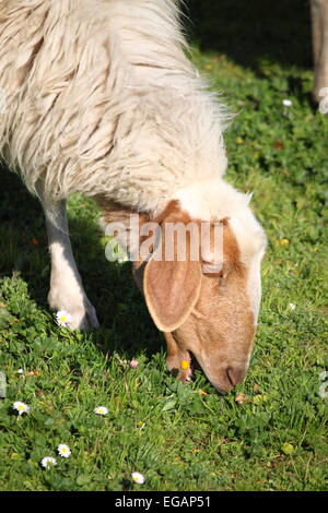 Wollige Schafe Essen Rasen auf einer Weide Stockfoto