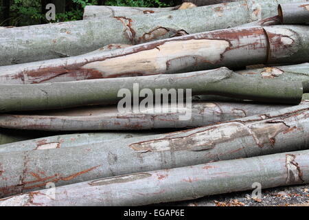 Geschnittenen Stämme in einem Wald Stockfoto