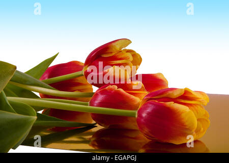 fünf Tulpen mit grünen Blättern auf einem Hintergrund von Gold und blau Stockfoto
