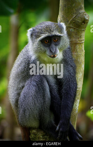 Sansibar Sykes Affen in der Nähe von Jozani Forest, Zanzibar Stockfoto