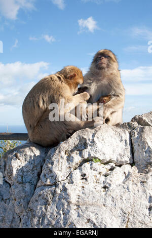 Familie Mutter Vater Baby Berberaffe Affen Gibraltar, Britisches Territorium im Süden Europas Stockfoto