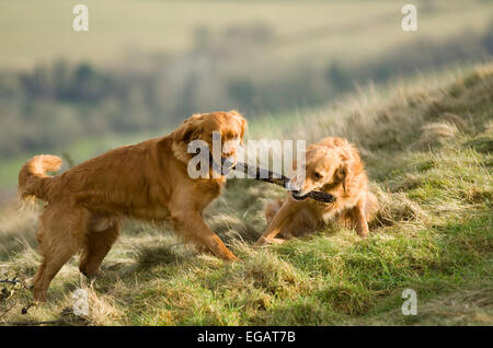 Paar von Golden Retriever spielen mit einem Stock im Freien am Malvern Hills Stockfoto