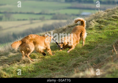 Paar von Golden Retriever spielen mit einem Stock im Freien am Malvern Hills Stockfoto