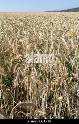 Reife Gerste Hordeum Vulgare Ernte in Feld, Wertheim, Deutschland Stockfoto