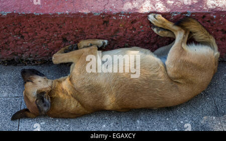 streunender Hund schlafen kopfüber in Santiago, Chile Stockfoto