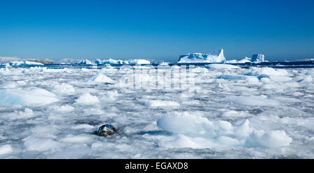 Leopard seal (Hydrurga Leptonyx) in frechen Eis, Cierva Bucht, Antarktis Stockfoto