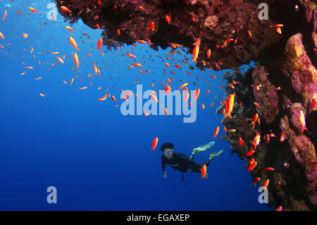 Freediver taucht in der Nähe von Coral Reef, Rotes Meer, Ägypten Stockfoto