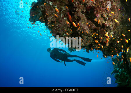 Freediver taucht in der Nähe von Coral Reef, Rotes Meer, Ägypten Stockfoto