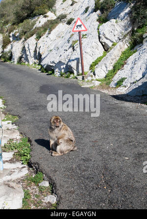 Barbary Macaque Affen mit Warnung Straße Zeichen, Gibraltar, britische Terroritory in Südeuropa Stockfoto