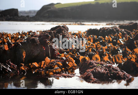 Bei Ebbe und Flut sind Felsbecken sichtbar, die selten hoch und trocken liegen. Hier werden die Felsenbecken im Saltern Cove Nature Reserve (im Geopark der englischen Riviera, South Devon) hoch und trocken gelassen, bevor die vorhergesagten Überschwemmungen durch die Super-Flut nach den Ebbe. Saltern Cove ist das einzige Naturschutzgebiet in Großbritannien, das sich unterhalb der Ebbe-Markierung unter dem Meer erstreckt. Stockfoto