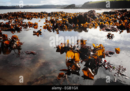 Bei Ebbe und Flut sind Felsbecken sichtbar, die selten hoch und trocken liegen. Hier werden die Felsenbecken im Saltern Cove Nature Reserve (im Geopark der englischen Riviera, South Devon) hoch und trocken gelassen, bevor die vorhergesagten Überschwemmungen durch die Super-Flut nach den Ebbe. Saltern Cove ist das einzige Naturschutzgebiet in Großbritannien, das sich unterhalb der Ebbe-Markierung unter dem Meer erstreckt. Stockfoto