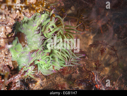 Bei Ebbe und Flut sind Felsbecken sichtbar, die selten hoch und trocken liegen. Hier, ein Felsenbecken im Saltern Cove Nature Reserve (innerhalb des English Riviera Geopark, South Devon) zeigt eine Snakelocks Anemone (Anemonia viridis) in all seiner lebendigen und bunten Schönheit. Saltern Cove ist das einzige Naturschutzgebiet in Großbritannien, das sich unterhalb der Ebbe-Markierung unter dem Meer erstreckt. Stockfoto