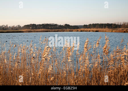 Wasserspeicherung Stausee zur Bewässerung von Ackerland, Bawdsey, Suffolk, England, UK Stockfoto