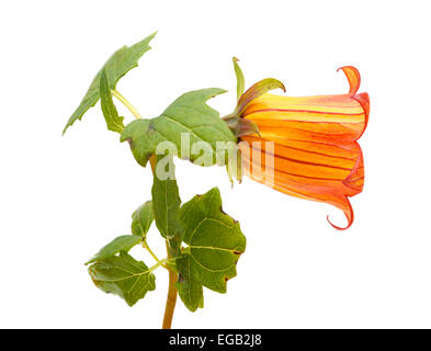 Canarina Canariensis, Kanarischen Glockenblume, endemisch auf den Kanarischen Inseln Stockfoto