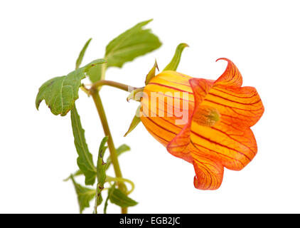 Canarina Canariensis, Kanarischen Glockenblume, endemisch auf den Kanarischen Inseln Stockfoto