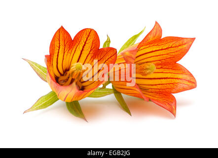 Canarina Canariensis, Kanarischen Glockenblume, endemisch auf den Kanarischen Inseln Stockfoto